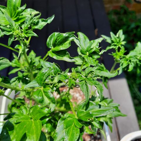 Australian Bastard Female  growlog timeline photo