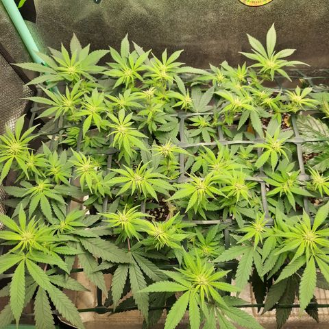 Peanut Butter Breath S1  growlog timeline photo