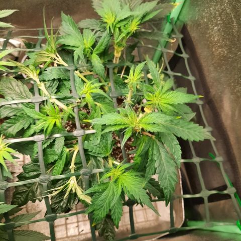 Peanut Butter Breath S1  growlog timeline photo
