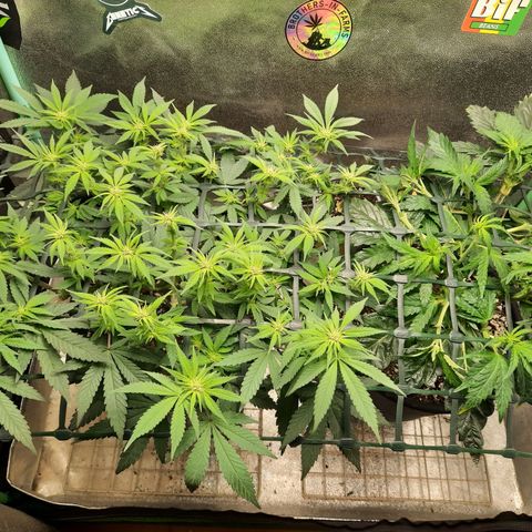 Peanut Butter Breath S1  growlog timeline photo