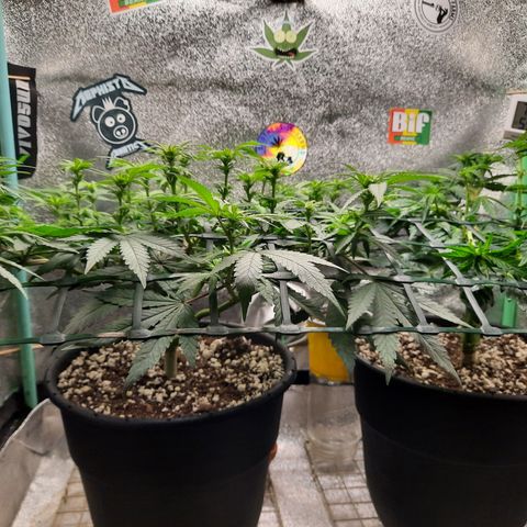 Peanut Butter Breath S1  growlog timeline photo