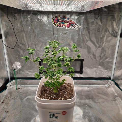 Australian Bastard Female  growlog timeline photo