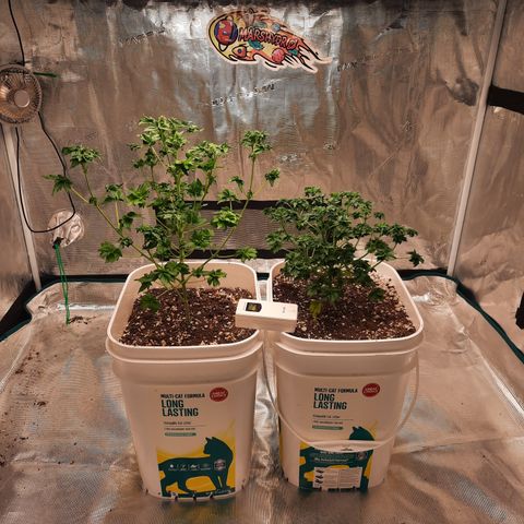 Australian Bastard Female  growlog timeline photo