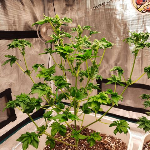 Australian Bastard Female  growlog timeline photo