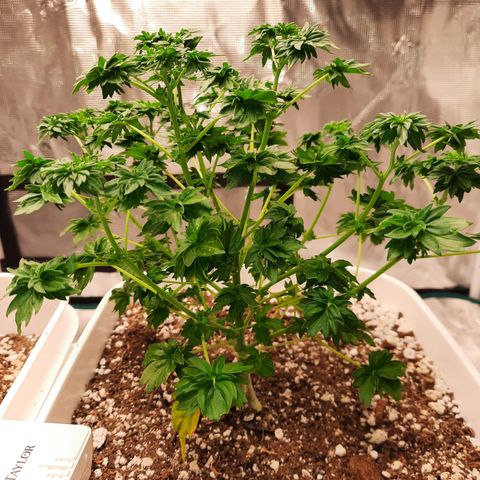 Australian Bastard Male growlog timeline photo