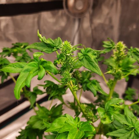 Australian Bastard Female  growlog timeline photo