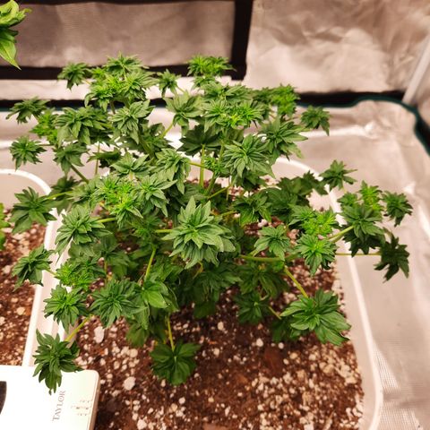 Australian Bastard Male growlog timeline photo
