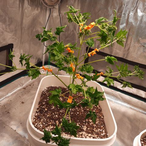 Australian Bastard Female  growlog timeline photo