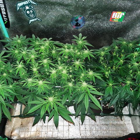 Peanut Butter Breath S1  growlog timeline photo