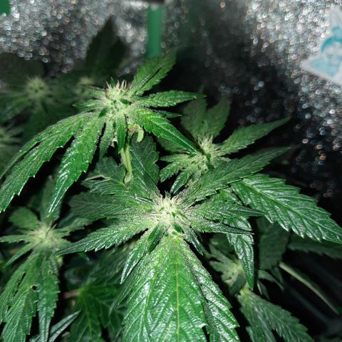 Peanut Butter Breath S1  growlog timeline photo