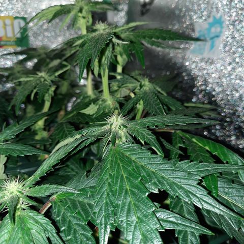 Peanut Butter Breath S1  growlog timeline photo