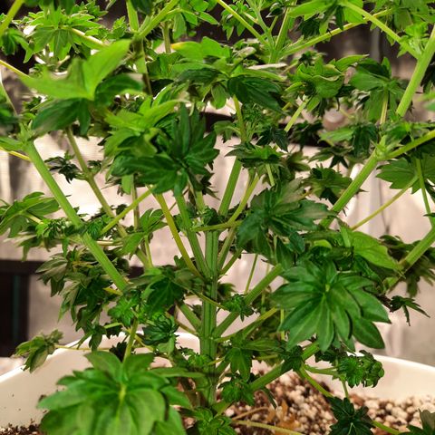 Australian Bastard Male growlog timeline photo