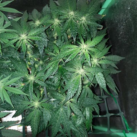 Peanut Butter Breath S1  growlog timeline photo
