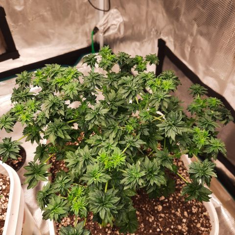 Australian Bastard Male growlog timeline photo