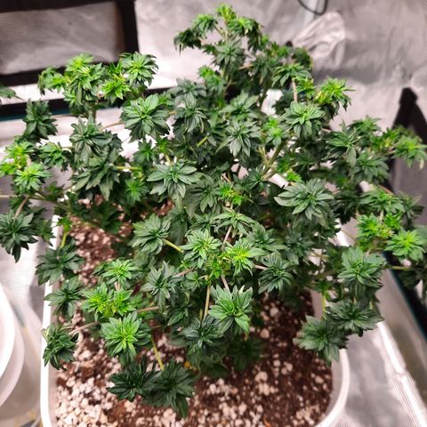 Australian Bastard Male growlog timeline photo