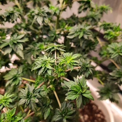 Australian Bastard Male growlog timeline photo