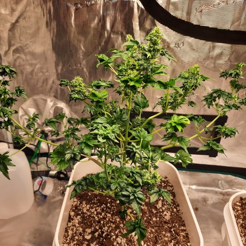 Australian Bastard Female  growlog timeline photo