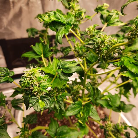 Australian Bastard Female  growlog timeline photo