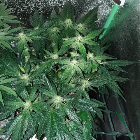 Peanut Butter Breath S1  growlog timeline photo