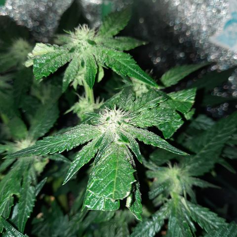 Peanut Butter Breath S1  growlog timeline photo