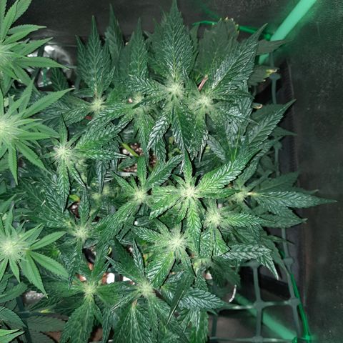 Peanut Butter Breath S1  growlog timeline photo