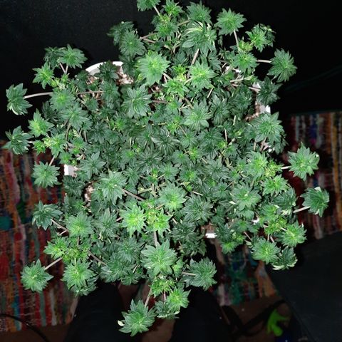 Australian Bastard Male growlog timeline photo