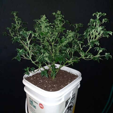 Australian Bastard Female  growlog photo: Reveg made her look so wild