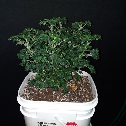 Australian Bastard Male growlog timeline photo