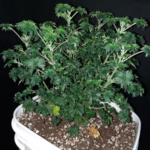 Australian Bastard Male growlog timeline photo