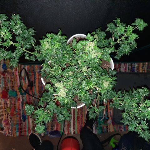 Australian Bastard Female  growlog photo: Reveg made her look so wild