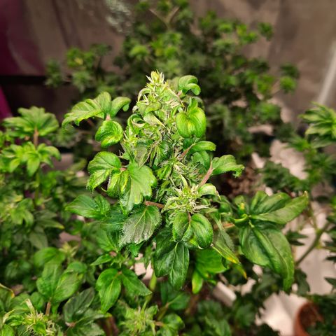 Australian Bastard Female  growlog timeline photo