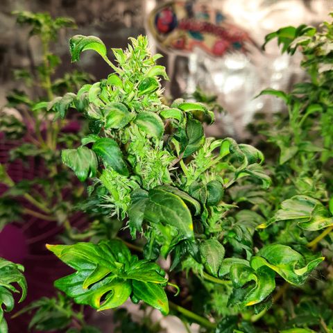 Australian Bastard Female  growlog timeline photo