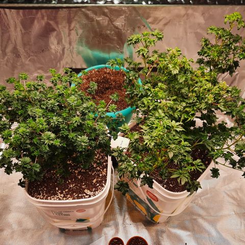 Australian Bastard Female  growlog timeline photo