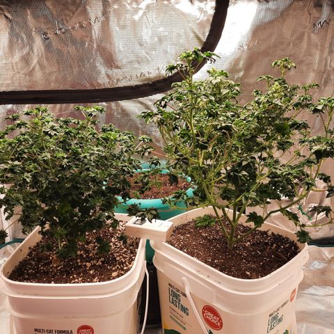 Australian Bastard Female  growlog timeline photo