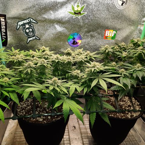 Peanut Butter Breath S1  growlog timeline photo