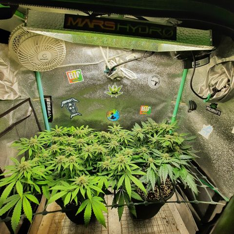 Peanut Butter Breath S1  growlog timeline photo