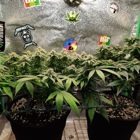 Peanut Butter Breath S1  growlog timeline photo