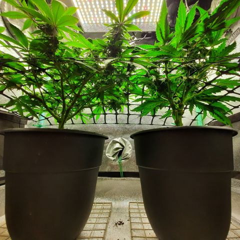 Peanut Butter Breath S1  growlog timeline photo
