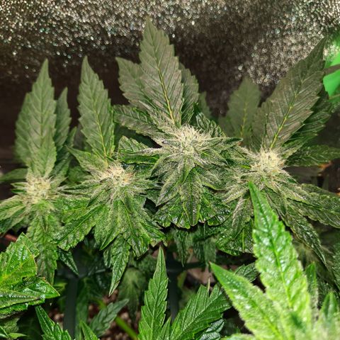 Peanut Butter Breath S1  growlog timeline photo
