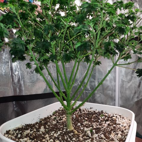 Australian Bastard Male growlog timeline photo