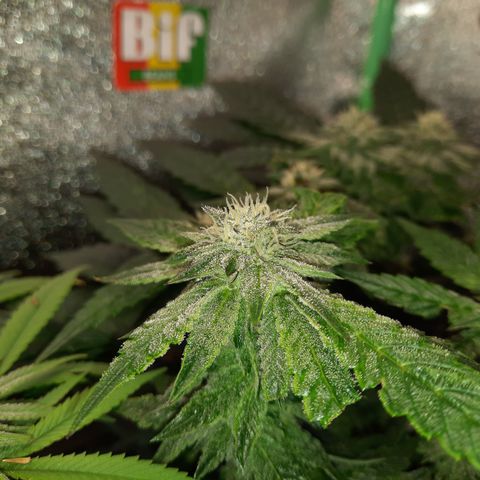 Peanut Butter Breath S1  growlog timeline photo