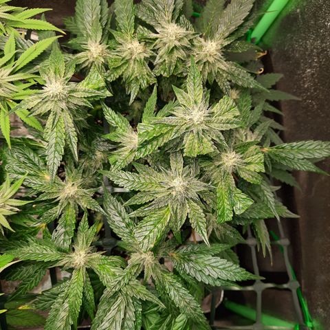 Peanut Butter Breath S1  growlog timeline photo