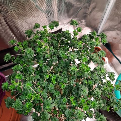 Australian Bastard Male growlog timeline photo