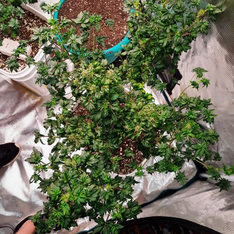 Australian Bastard Female  growlog timeline photo