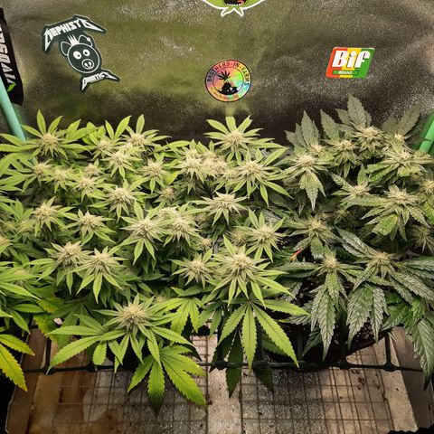 Peanut Butter Breath S1  growlog timeline photo