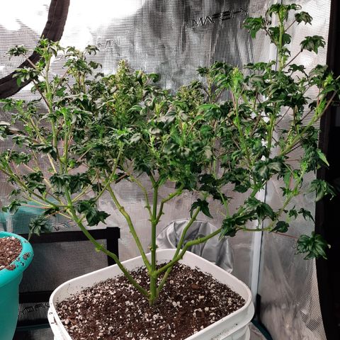 Australian Bastard Female  growlog timeline photo