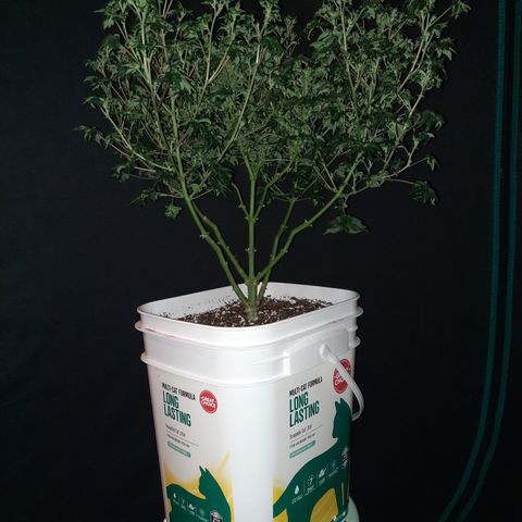 Australian Bastard Female  growlog timeline photo