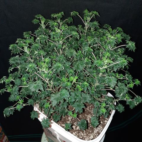 Australian Bastard Male growlog timeline photo