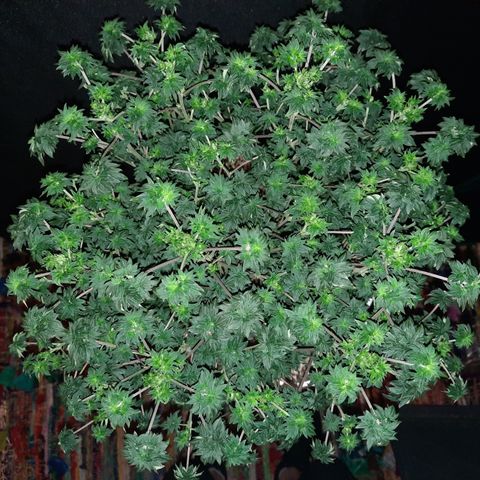 Australian Bastard Male growlog timeline photo