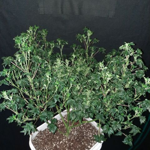 Australian Bastard Female  growlog timeline photo